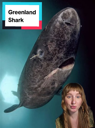 #greenscreen #marinebiology #learnbiologyontiktok #biology | Marine Biology