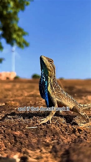 Mini Dragon Lizard That Runs Like a Dinosaur! 🦎🔥 #frilledlizard #lizard
