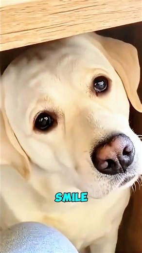 Dog Rescued from Extreme Cruelty #animalrescue #petlove #dog