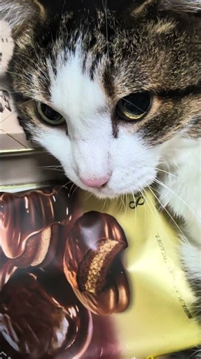 おまけ103「僕の猫チビ」毛玉ブラッシングだぜ！