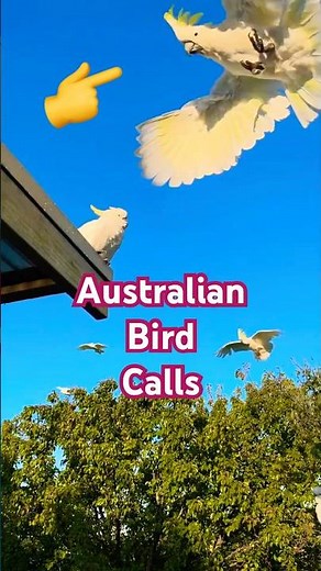 These Australian bird calls are genuinely terrifying! #nature #animals #shorts