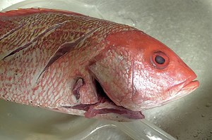 Texas' red snapper anglers should be grateful to Kamala Harris. Here's why.