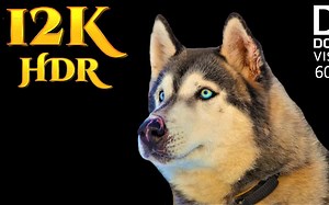 【12K】 HDR 60FPS 杜比视界 超高清晰度