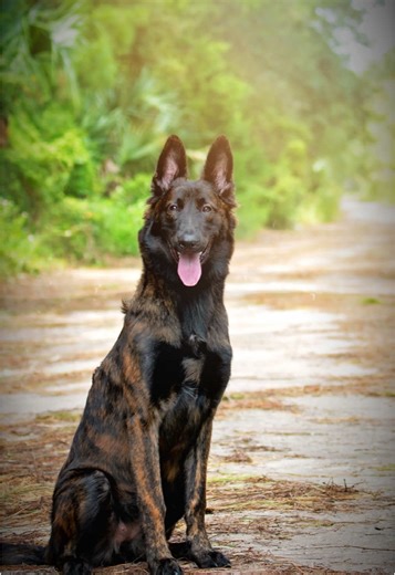 Finally introducing Dutch's little sister - Miss Harper! Hopefully some last minute magic will -#savetiktok and I can start sharing their adventures together!! #theadventuresofdutch #sister #dutchshep #dutchshepherdsoftiktok #9monthsold #dutchshepherd