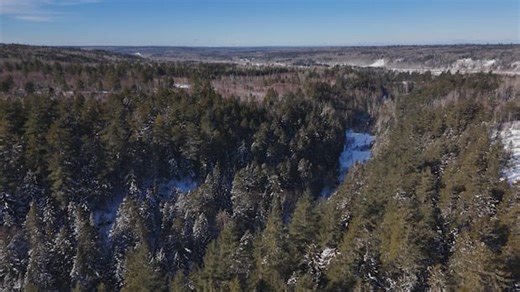 J.D. Irving conservation pitch includes logging old forest