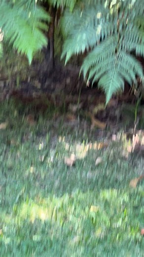 Graham Wilson on Reels