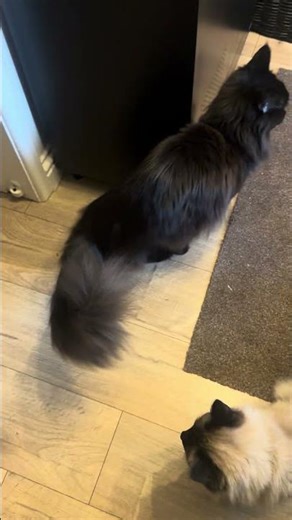 Gmork is very vocal today 😊