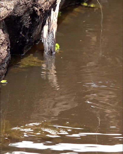 Freshwater Fishing Techniques in Natural Settings