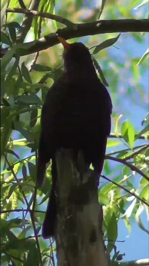 The singing of a blackbird #blackbird #thrush