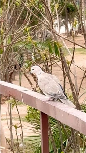 Beautiful Dove Sitting 🕊️ | Peaceful Nature Bird Video | Relaxing Wildlife Reel #birds #dove