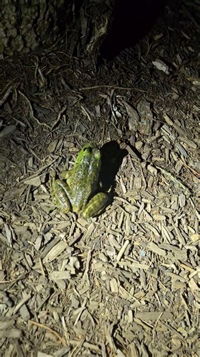 Small American Bullfrog 🐸🐸🐸