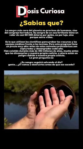 Están matando una especie de 450 millones de años por su sangre #peligro #extinción