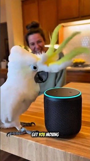 🎶🦜Babagai’s Shows Off Dance Moves | Naughty Cockatoo vs Alexa #shorts #funny #funnyparrot