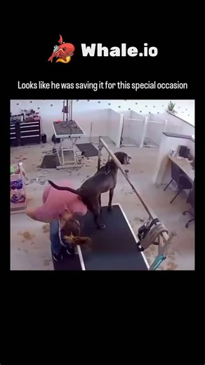 Zahan on Instagram: "The post shares a 11-second video of a small dog suddenly defecating on a woman's lap during a grooming bath, her delayed reaction amplifying the comedic shock value. - From @CameraIncident's feed of unfiltered global mishaps, it amassed 8.6 million views and 16k likes within hours, with top replies joking about the dog's "timing" and her obliviousness. - Vets explain such events stem from bath-induced stress or abdominal massage stimulating bowels, a frequent yet rarely fil