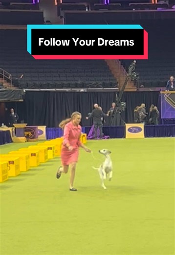 Lessons Learned from Competing in Junior Dog Shows