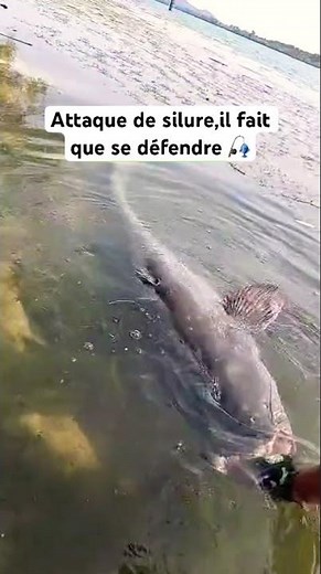 Attaque de silure !! 🎣🐋 #fishing #silure #bigfish