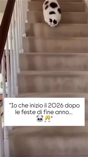 Le_CaZzAtE_dI_jOhNnY_pEpS | ​"Io che inizio il 2026 dopo le feste di fine anno... 🐼🥂" | Instagram