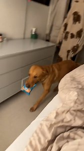 He wanted those slippers 🤣 | Furry Tails