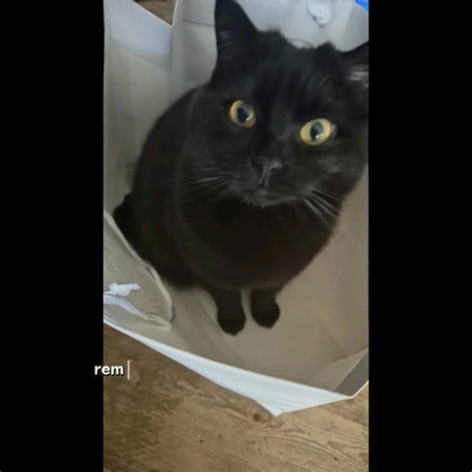 Mowbray's advice for the new week👍🐈‍⬛ | Andrea Futziscompamy