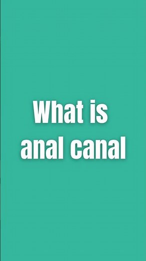 An In-Depth Look at the Anal Canal: Structure, Function, and Disorders