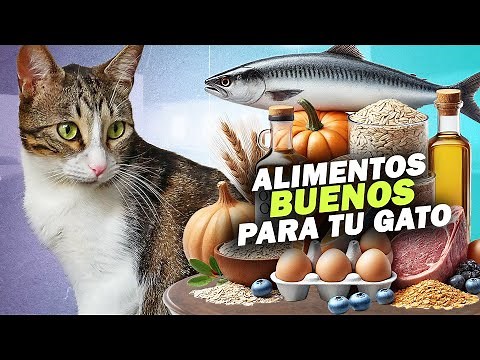 HEALTHY HOMEMADE FOOD 🍳🐟 for CATS 😻