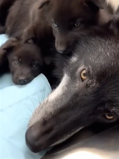 She trusted me to save her pups.A miracle in the Canadian wilderness.#wildliferescue #wolf #Canada #nature #animalrescue