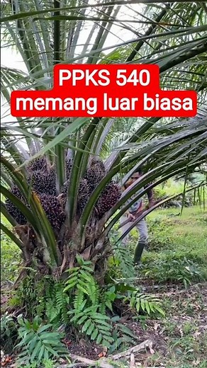 PPKS 540 palm oil is truly extraordinary.