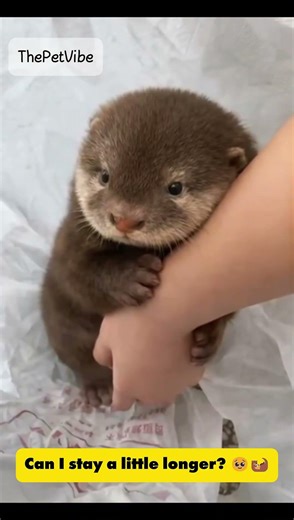 Adorable Baby Otters That Will Melt Your Heart 🦦💕 #trendingshorts