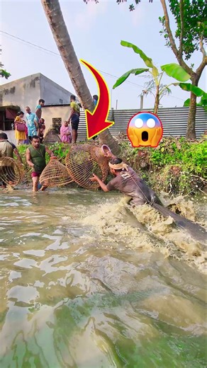 Wow! Amazing Polo Fishing Videos ! Best Big Fish Catching ! Primitive Technique fishing #fish #india