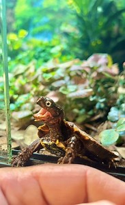 Bitten by the world’s craziest turtle! 😱 | Garden State Tortoise