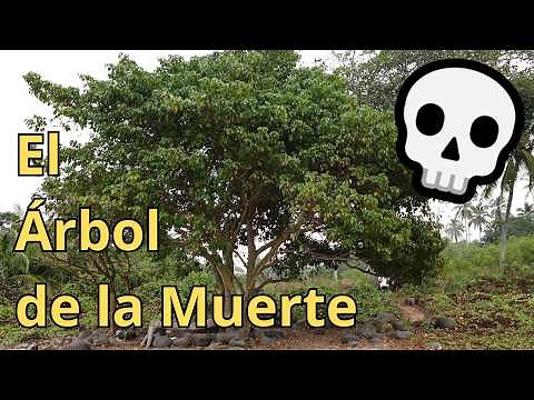 💀 The Tree of Death or Chamomile of death ⚰️ 𝐻𝑖𝑝𝑝𝑜𝑚𝑎𝑛𝑒 𝑚𝑎𝑛𝑐𝑖𝑛𝑒𝑙𝑙𝑎𝑎𝑡 𝑚𝑎𝑛𝑐𝑖𝑛𝑒𝑙𝑙𝑎𝑙𝑙 𝑖𝑛 𝑝𝑟𝑜𝑡ℎ𝑒𝑟𝑠