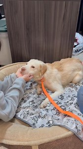 48K views · 1.2K reactions | Ok yall, we need your help with our yellow lab/ shar pei mix puppy Billy Barklish. This sweet pup came from a house with 40 dogs and she is very unsocialized. This girl deserves a chance and we are looking for a home where she can decompress. She is only a few months old and great with other dogs. Adoption/foster application link; https://www.surveymonkey.com/r/COMASAL | Martin Miller | Facebook
