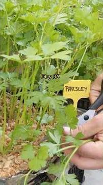 Growing Parsley from Seed to Regular Harvest