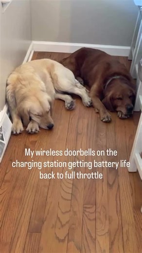 Transform Your Pup: From Zero to 6,000 in Seconds!