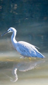 This is one of the birds we get most often asked to identify for people here in Sydney, the stunning White-faced Heron 😍 It’s such a common question that as soon as people ask for help with a bird I immediately take a guess before they give me any details and it’s nearly always this heron, but why? I think it’s because it’s a really common bird found all over Sydney and in urban areas wherever there’s a bit of water (and food! 🐠) but it’s not well known in popular culture like Kookaburras or M