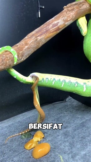 The birth process of a baby snake