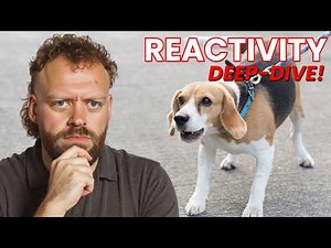 Dog Reactivity: A Deep Dive (What’s Really Going On)