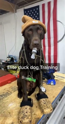 🐕Max is a different breed #duckhunting #duckcall #duckdog #dog #hunting #crocs