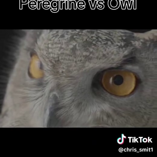 Bird Watching: Discover Sounds of Falcons and Owls