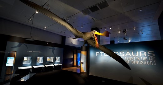 Like Dinosaurs, With Wings! 5 Facts About Pterosaurs