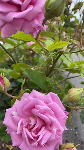 Good morning | Natural flowers