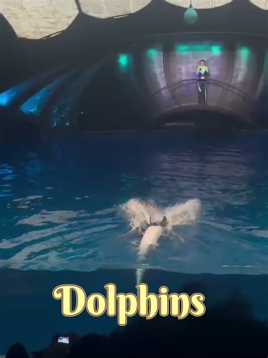 Dolphins dance #Aquarium #fish