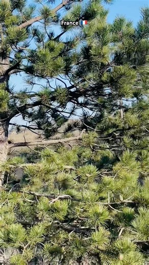 France🇫🇷hidden spot💎#france #viral #travelparis #travel #shortsfeed #shorts #usa #ytshorts #fyp