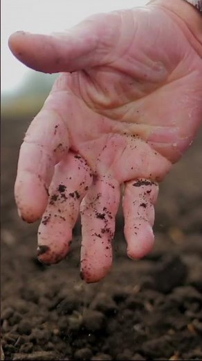 DIY Fertilizer: Worm Castings and Humus