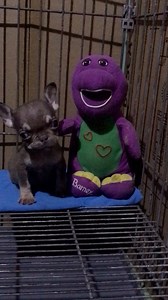 20 reactions | Pag wala si Barney di sya makatulog ang ingay nya tahol ng tahol.. Buti nalang nandyan si barney 﫶﫶﫶 | Aldrin Patero Catapang | Facebook