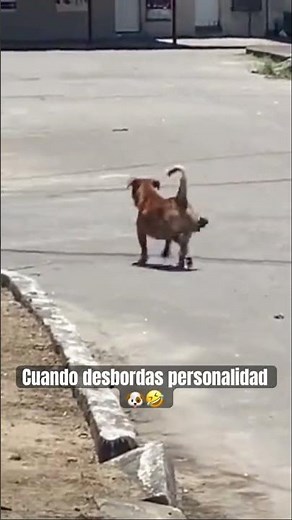 When you're a dog with a lot of personality 🐶🤣 #viralvideo #funny #dog #dogs