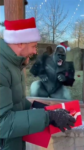 Christmas gift for gorilla#animalsreaction