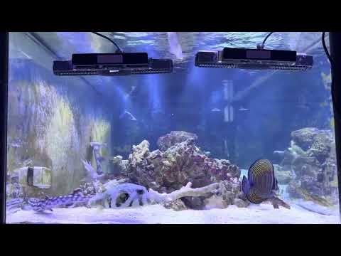 Side View of Shark Feeding in 700-Gallon Aquarium! 🦈🐠 Insane Predator Tank!