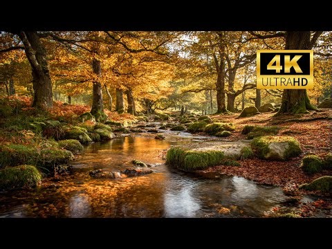 Relaxing Autumn Forest Stream Sounds | Birdsong & Gentle Water for Focus , Stress Relief