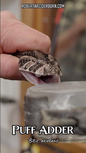 Look At This CRAZY Puff Adder Bite Response!